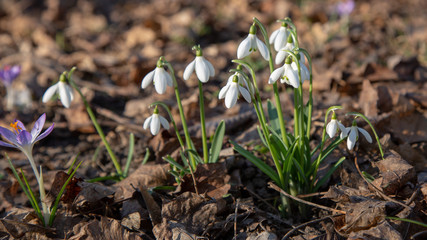 snowdrop spring beauty