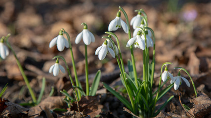 snowdrop spring beauty
