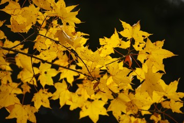 Beautiful autumn landscape with yellow trees and sun. Colorful foliage in the park. Falling leaves natural background 