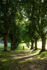 Fototapeta na wymiar Trees and pathway
