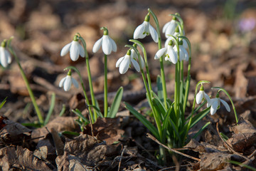 snowdrop spring beauty