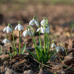 snowdrop spring beauty