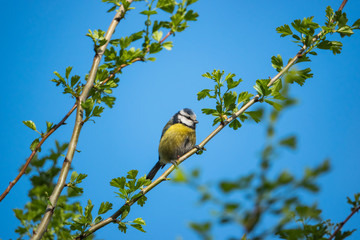 Eurasian Blue Tit Perched on Branch in Winter