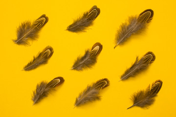 pheasant  feathers group flat lay on orange background