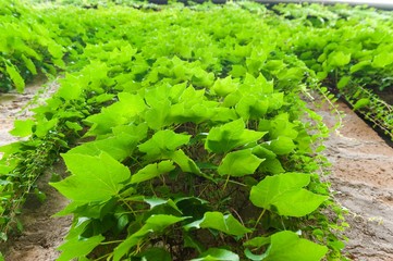 Street of the city Orvieto, Italy, Umbria. 