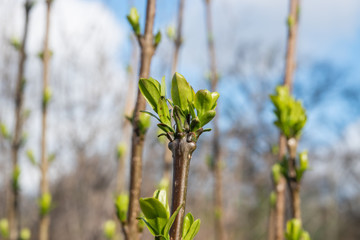 European Privet Leaves Sprouting in Winter