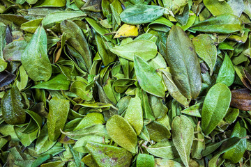 Dry bear berry leafs for making herbal tea.