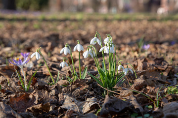 snowdrop spring beauty