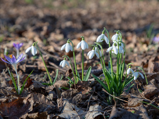 snowdrop spring beauty