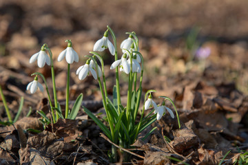snowdrop spring beauty