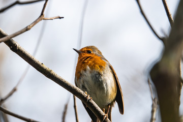 European Robin Perched on Branch in Winter