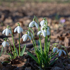 snowdrop spring beauty