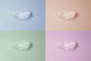 Close-up decorative bird feather.  Abstract color background.