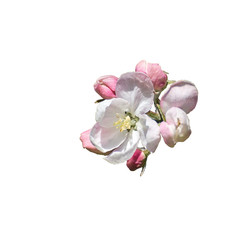 Apple white and rose flowers isolated from background