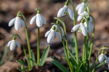 Fototapeta premium snowdrop spring beauty