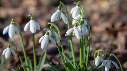 snowdrop spring beauty