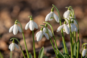 snowdrop spring beauty