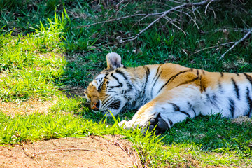Tiger Resting