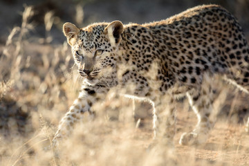 Young leopard cub