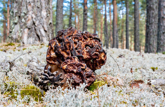 Wild mushroom (strochek) from genus Gyromitra belonging to the ascomycete mushrooms