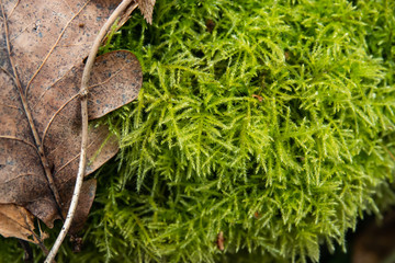 Feather Moss in Winter