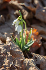 snowdrop spring beauty