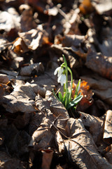 snowdrop spring beauty