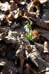 snowdrop spring beauty