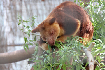 Goodfellow tree-kangaroo (Australia)