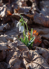 snowdrop spring beauty