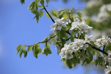endemic flower types in all colors. savsat/artvin/turkey