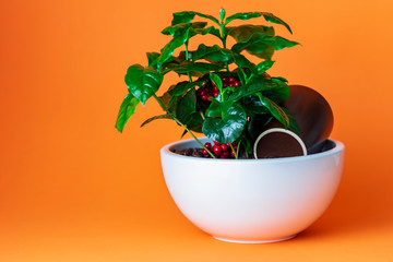 Coffee plant in white pot on orange background