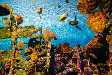 Sea life coral reef tropical fish