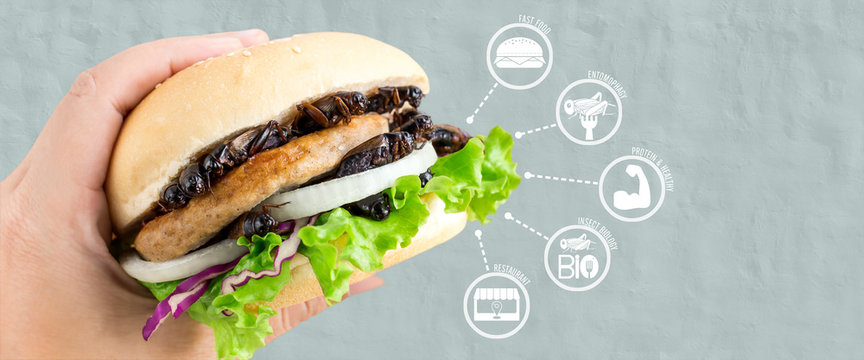 Crickets insect for eating as food items made of cooked insect in burger and vegetable on woman's hand with media icons nutrition for fast food, is good source of protein edible. Entomophagy concept.