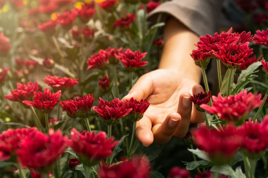 Female hand reaching in between wild red Chrysanthemum flowers in a countryside meadow with bright summer sunlight