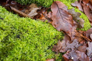 Feather Moss in Winter