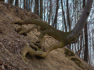 Roots covered with moss in the forest