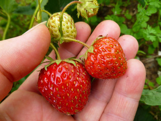 Strawberry. Two bright red juicy fully  mellow strawberries in a palm of gardener hand. Summer fest