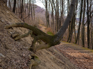 Roots covered with moss in the forest