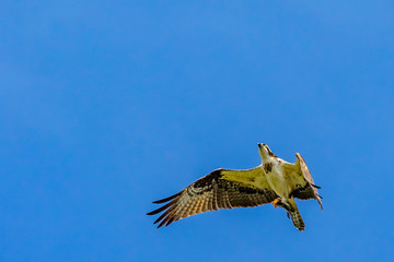 Birds of prey in Surinam