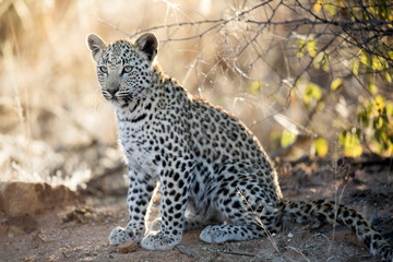 Naklejka na ściany i meble Young leopard cub