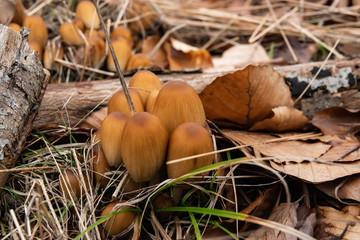 Glistening Inkcap Mushrooms Growing in Winter