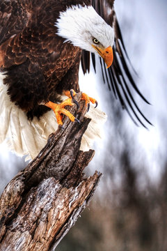 Bald Eagle landing on tree
