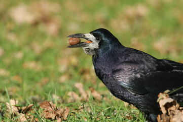 A stunning Rook (Corvus frugilegus) perched on the grass with an acorn in its beak. It is collecting food to store for the winter.