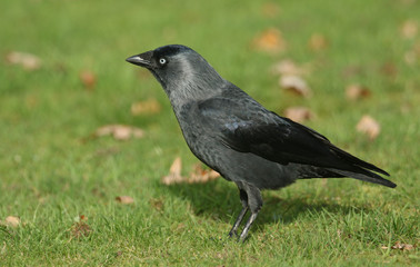 A  beautiful Jackdaw (Corvus monedula) standing on the grass. 