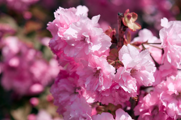 Sakura flowers, bright beautiful landscape, spring season