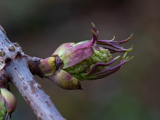 Daisy flower - Spring flower close up different colors