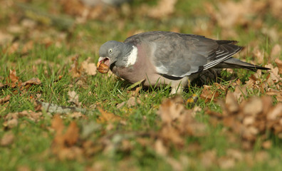 A Woodpidgeon (Columba palumbus) with an Acorn in its beak which it is just about to swallow.