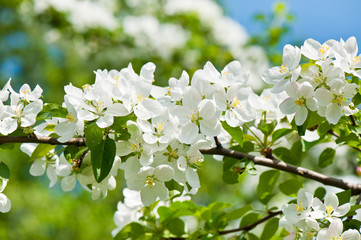 Branches of an apple tree with white flowers in a spring sunny day