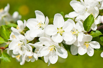Spring day. White flowers of apple tree, close-up